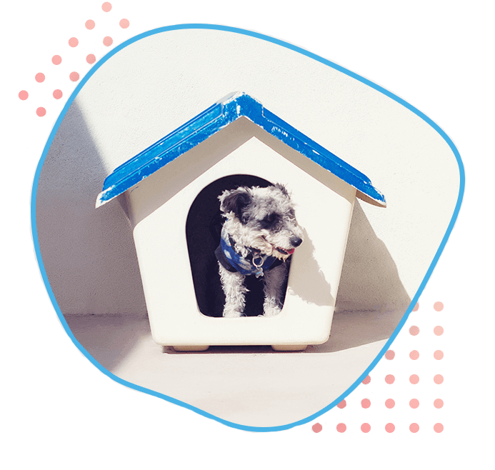 Pet Chikitsa Veterinary Hospital