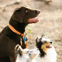 Furry Friends Boarding