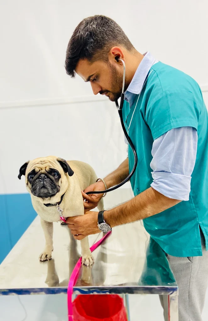 Asteria veterinary centre