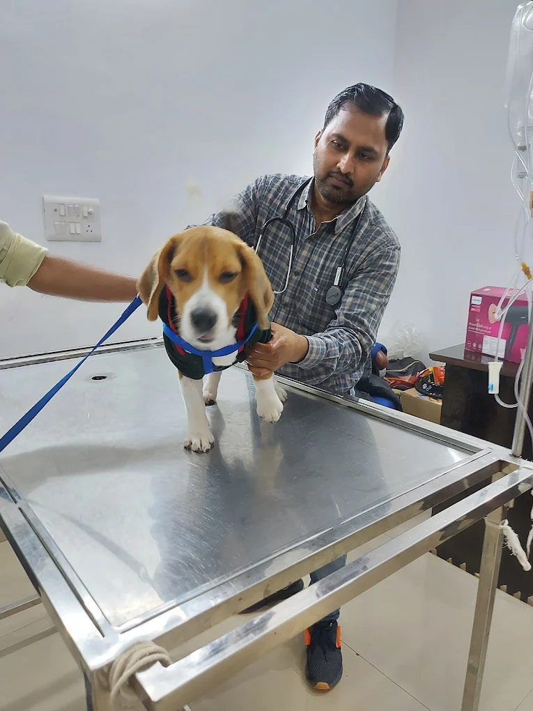 JP Pet Clinic