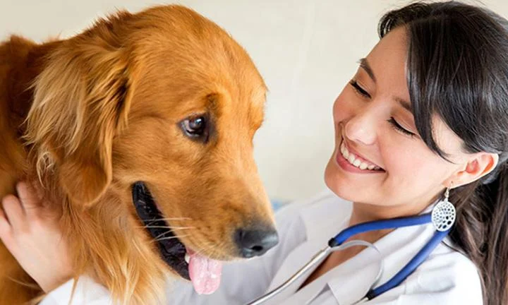 Dr Chawla's Pet Clinic