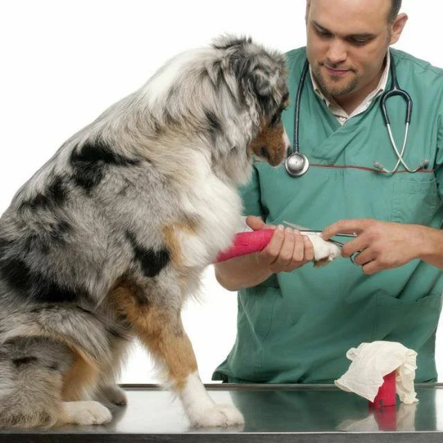 VET 4 PET