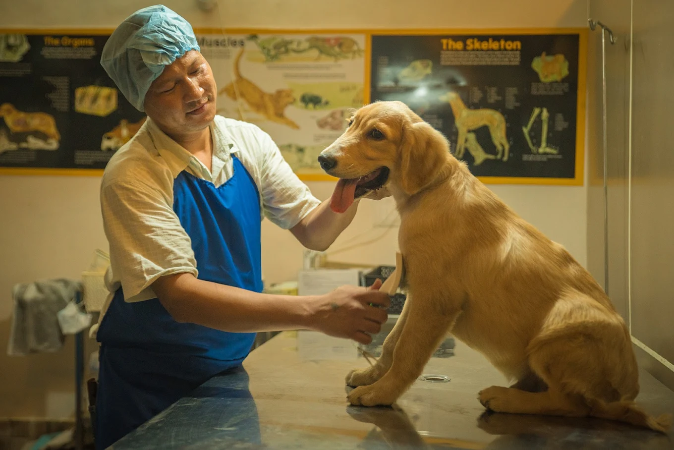Pet Works : Pet Clinic | Pet vaccination | Pet Food | Sector 52 Gurgaon