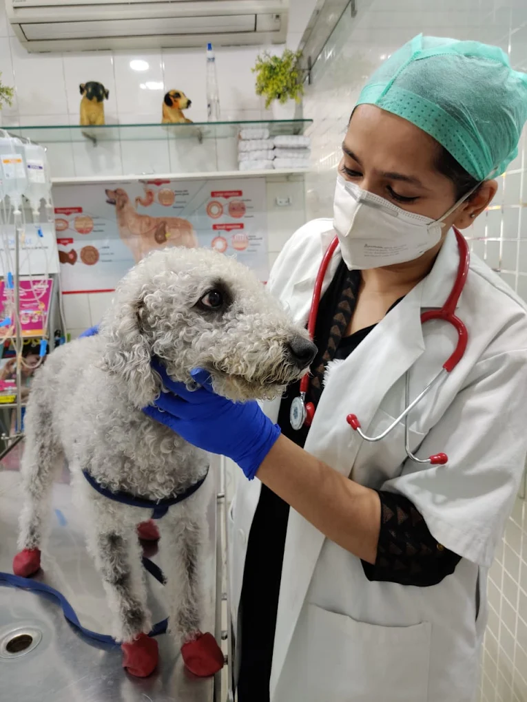 Dr Sristi Pet Well Clinic & Hospital